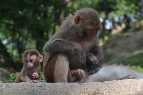 Beždžionė, Beždžionių Riešutas, Beždžionių Vaikas, Nepalas, Pashupatinath, Delouse, Šventos Beždžionės