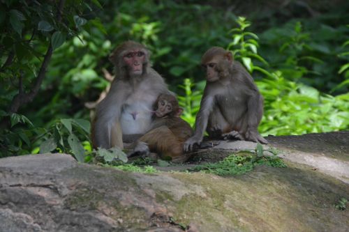 Beždžionė, Beždžionių Riešutas, Beždžionių Vaikas, Nepalas, Pashupatinath, Šventos Beždžionės, Čiulpti