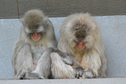 Beždžionė & Nbsp,  Verslas,  Zoologijos Sodas,  Serijos,  Beždžionė,  Beždžionės,  Holland,  Amsterdamas,  Gyvūnas,  Gyvūnai,  Gamta,  Babuinas,  Artis,  Žinduolis,  Beždžionių Krekeriai 04