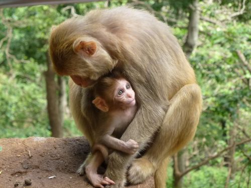 Beždžionių Šeima, Gyvūnas, Beždžionės, Veduino, Žinduoliai, Gamta, Gyvūnai, Burma, Mianmaras, Asija
