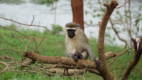 Beždžionė Mažame Medyje, Upės Nilo Šaltinis, Viktorijos Ežeras, Jinja, Uganda