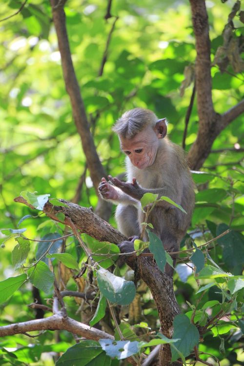 Beždžionė Atrodo Ant Rankos, Beždžionė, Makake, Mielas, Gyvūnas, Primatas, Gamta, Affchen, Šri Lanka, Jauni Beždžioniai, Gyvūnų Pasaulis, Laukinės Gamtos Fotografija, Džiunglės, Beždžionių Portretas