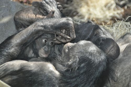 Beždžionių Meilė, Bonobos, Ape, Primatai