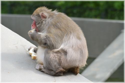 Makakos,  Japonija,  Zoologijos Sodas,  Maistas,  Serijos,  Beždžionė,  Beždžionės,  Holland,  Amsterdamas,  Gyvūnas,  Gyvūnai,  Gamta,  Artis,  Žinduolis,  Apenheul,  Apeldoorn,  Beždžionių Pasaulis,  Vakarienės Laikas 06