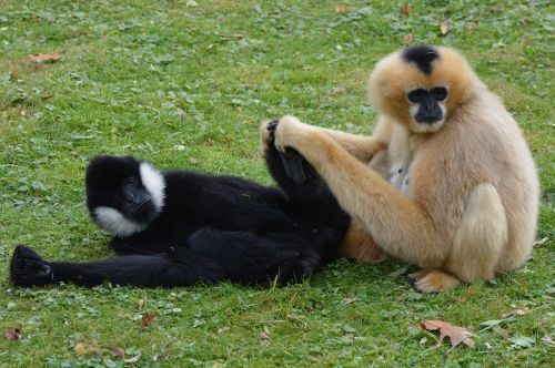 Beždžionės, Žinduolis, Gyvūnas, Beždžionė, Gibbon, Blusas