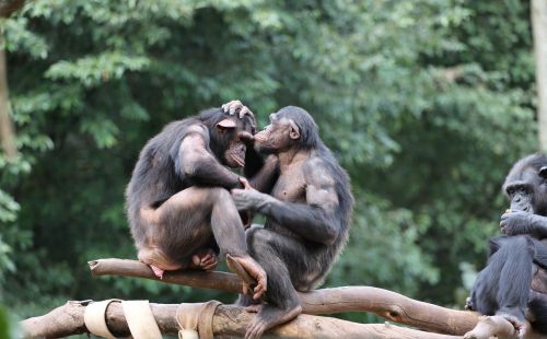 Beždžionės, Šimpanzės, Laukiniai Gyvūnai, Grupė, Šeima, Meilė