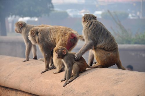 Beždžionės, Beždžionė, Makakos, Šeima, Gyvūnai, Indija