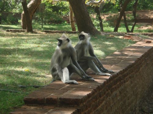 Beždžionės, Beždžionių Šeima, Šri Lanka, Gyvūnas, Laukinė Gamta, Laukiniai, Zoologija, Žinduolis, Rūšis, Dykuma, Aplinka, Lauke, Gamta