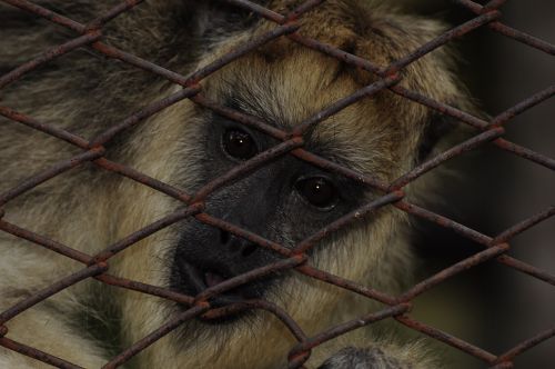 Mono, Gamta, Macaco