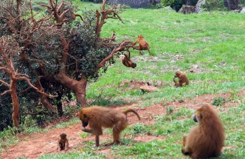 Mono,  Ape,  Macaco,  Afrika,  Gamta,  Gyvūnai