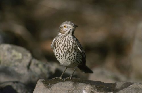 Montanus, Oreoskoptai, Paukštis, Minkštiklis, Šalavijas, Paukščiai, Gyvūnai, Fauna