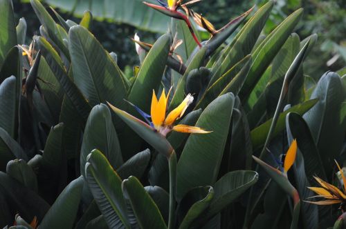 Monte Karlas, Botanika, Gėlė