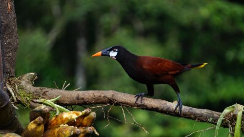 Montezuma Oropendola, Paukštis, Džiunglės, Kosta Rika