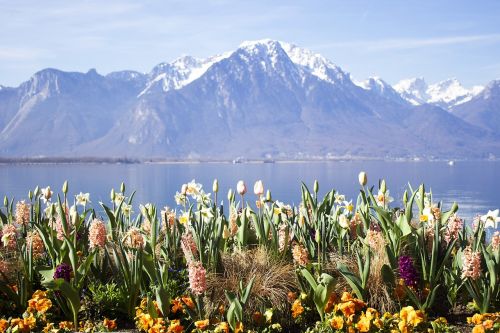 Montreux, Ežeras, Šveicarija, Europa, Swiss, Vanduo, Kalnas, Vaizdas, Leman, Gėlė, Alpės, Ežeras, Atostogos