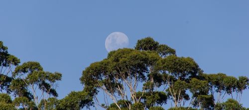 Mėnulis, Dangus, Medžiai, Mėlynas, Australia