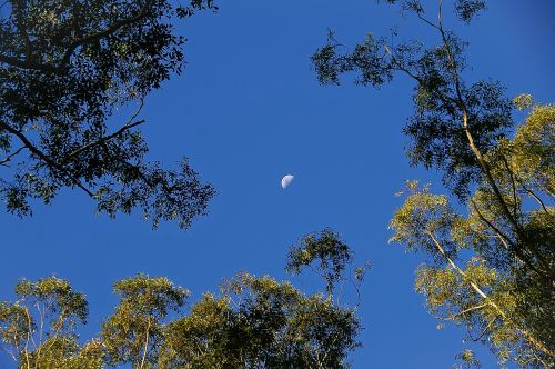 Mėnulis, Dangus, Medžiai, Mėlynas, Saulėtas, Gumos Medžiai, Eikaliptai, Australia