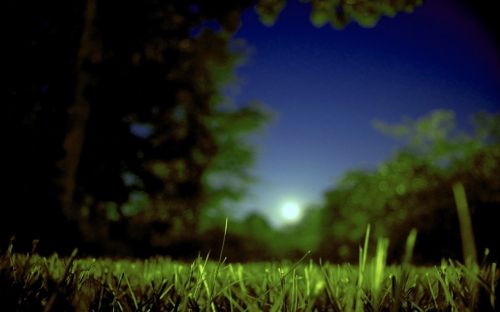 Mėnulis, Moonrise, Vasara, Laukas, Žolė, Medžiai, Naktis, Vakaras, Twilight, Gamta