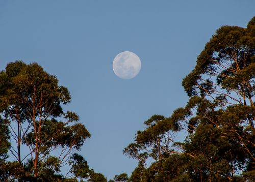 Mėnulis,  Dangus,  Medžiai,  Mėlynas,  Australija