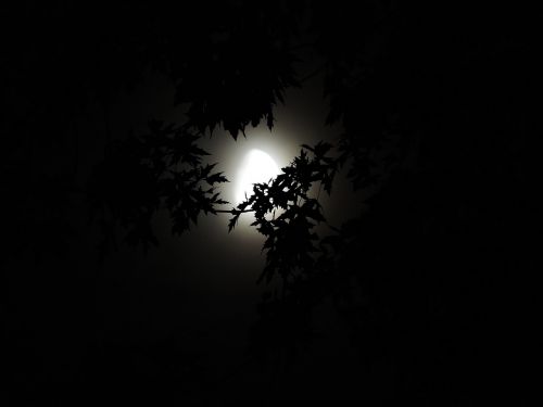 Mėnulio Šviesa Per Medžius, Mėnulio Šviesa, Halloween, Sezonas, Baisu, Tamsa, Naktis, Creepy, Sezoninis