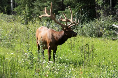 Briedis, Hirsch, Wapiti, Wapiti Deer, Banff, Nacionalinis Parkas, Banfo Nacionalinis Parkas, Kanada, Vakarų Kanadoje