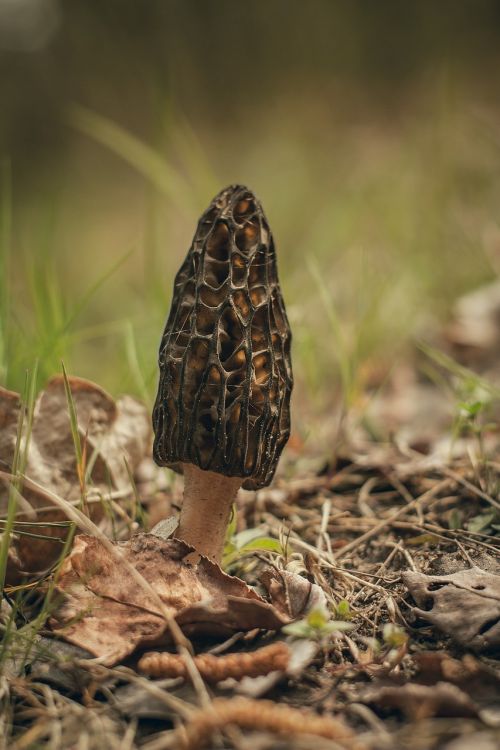 Morchella Conica, Grybai, Makro, Iš Arti, Gamta, Augalas, Pomidoras, Miškas