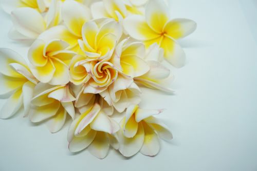 Daugiau Informacijos, Dok Champa Laos, Frangipani Gėlės, Gėlės, Baltos Gėlės, Kvepiančios Gėlės, Champa
