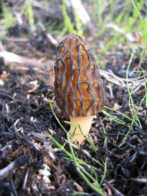 Morel, Grybai, Grybai, Augalai, Flora