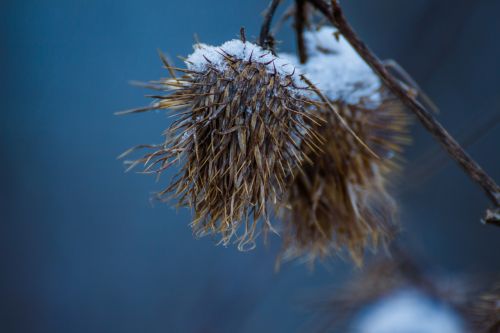 Rytas, Šaltas, Sniegas, Gėlė, Sušaldyta