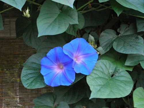 Ryto Šlovė, Mėlynos Gėlės, Vasaros Gėlės, Vasara Japonijoje