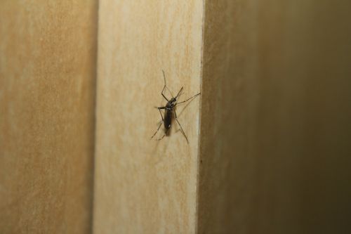 Uodinys, Dengės Karštinė, Aedes