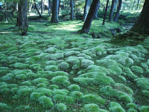 Samanos, Miškas, Miško Paklotė, Kyoto, Gamta, Medžiai