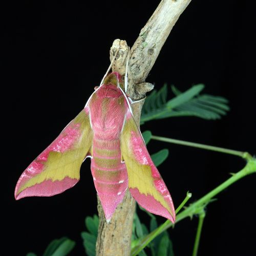 Drugys, Makro, Lepidoptera, Britanija, Gamta, Vabzdys, Sparnai, Rožinis, Žalias