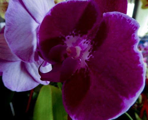 Orchidėja,  Gėlė,  Moth & Nbsp,  Orchidėja,  Tamsus & Pink,  Uždaryti,  Pilnas & Nbsp,  Rėmas,  Ne & Nbsp,  Žmonės,  Melo Orchidėja