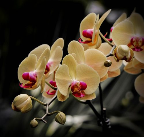 Melo Orchidėja, Phalaenopsis, Gėlės, Geltona, Grietinėlė, Pumpurai, Žiedas, Žydėti
