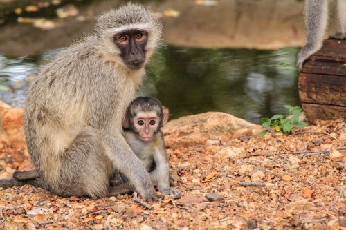 Motina, Kūdikis, Gamta, Pietų Afrika, Meilė, Gyvūnai, Gyvūnų Pasaulis, Beždžionė