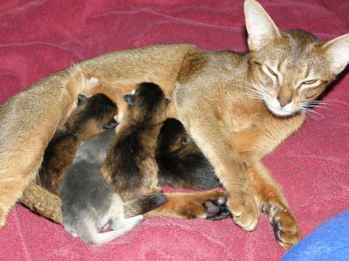 Motinos Katė, Kūdikiai, Gyvūnai, Čiulpti, Grynas, Mielas, Saldus, Naminis Gyvūnėlis, Kačiukas