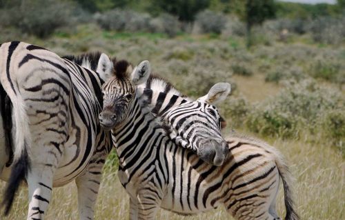 Motinystės Meilė, Kūdikis, Zebra, Saugumas, Lojalumas, Safari, Intymūs, Mylėti, Apsaugoti, Laukinis Gyvūnas