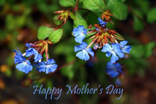 Gėlės,  Mėlynas,  Sveikinimai,  Motinos Dienos & Nbsp,  Motinos Diena
