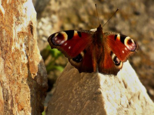 Motyl, On, Rokas