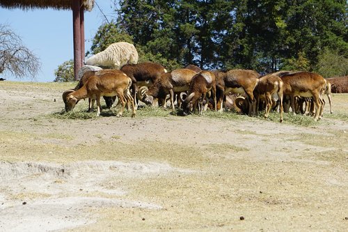 Mouflon,  Safari,  Afrikos,  Gyvūnai,  Pobūdį,  Artiodactyla