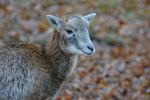 Mufloras, Laukiniai, Gyvūnas, Gamta, Jaunas, Zoologijos Sodas, Rudens Miškas, Jaunas Gyvūnas, Gaubtas, Laukinio Gyvenimo Parkas, Paarhufer, Miškas