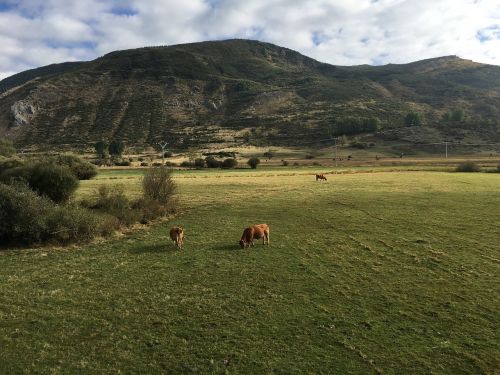 Kalnas, Kalnas, Karvės, Gamta, Kraštovaizdis, Alpinizmas, Panoraminis, Cordillera