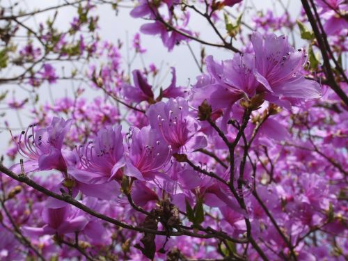 Kalno Azalija, Gėlės, Violetinė