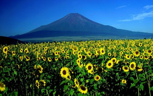 Kalno Fuji, Saulėgrąžos, Kraštovaizdis, Japonija, Kalnas, Kaimas, Gėlės, Žydi, Žydi, Žemdirbystė, Vaizdingas