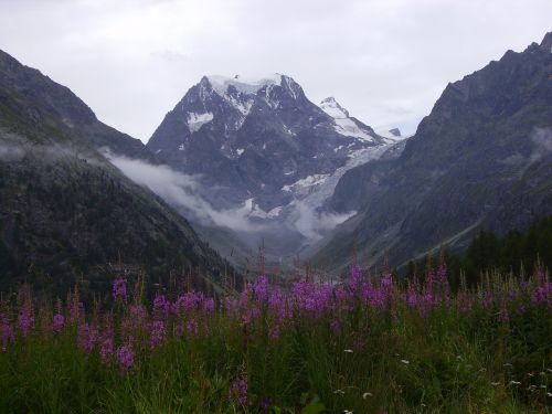 Kalnas, Šveicarija, Aukščiausiojo Lygio Susitikimas, Sniegas, Ledynas, Gėlė