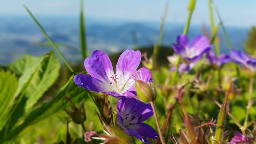Kalnas, Gėlė, Gamta, Flora, Alpių Gėlė, Laukinės Gėlės, Augalas, Alpių