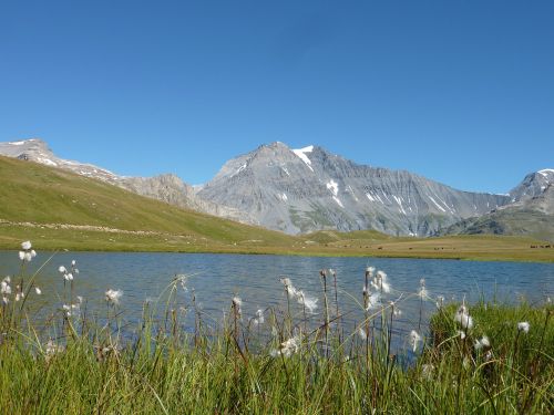 Kalnas, Ežeras, Gėlė, Alpės, Žygiai, Dangus, Kraštovaizdis, Gamta, Mėlynas Dangus