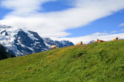 Kalnas, Šveicarija, Karvės, Vasara, Gamta, Swiss, Kraštovaizdis