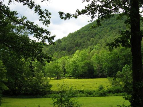 Kalnas, Medžiai, Krūmai, Gamta, Pieva, Kraštovaizdis, Žalias, Peizažas