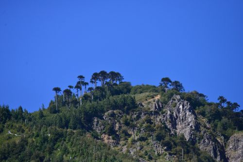 Kalnas,  Dangus,  Mėlynas,  Medžiai,  Araucaria,  Araucanía,  Akmenys